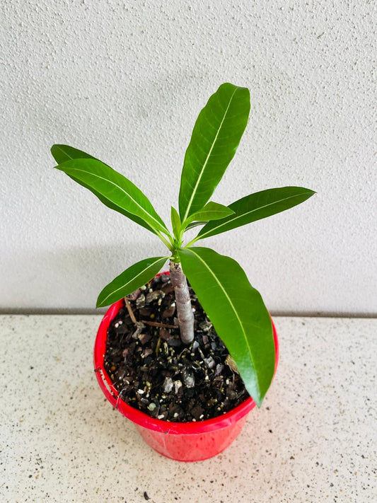 Pachypodium Rutenbergianum White Flowers 130mm
