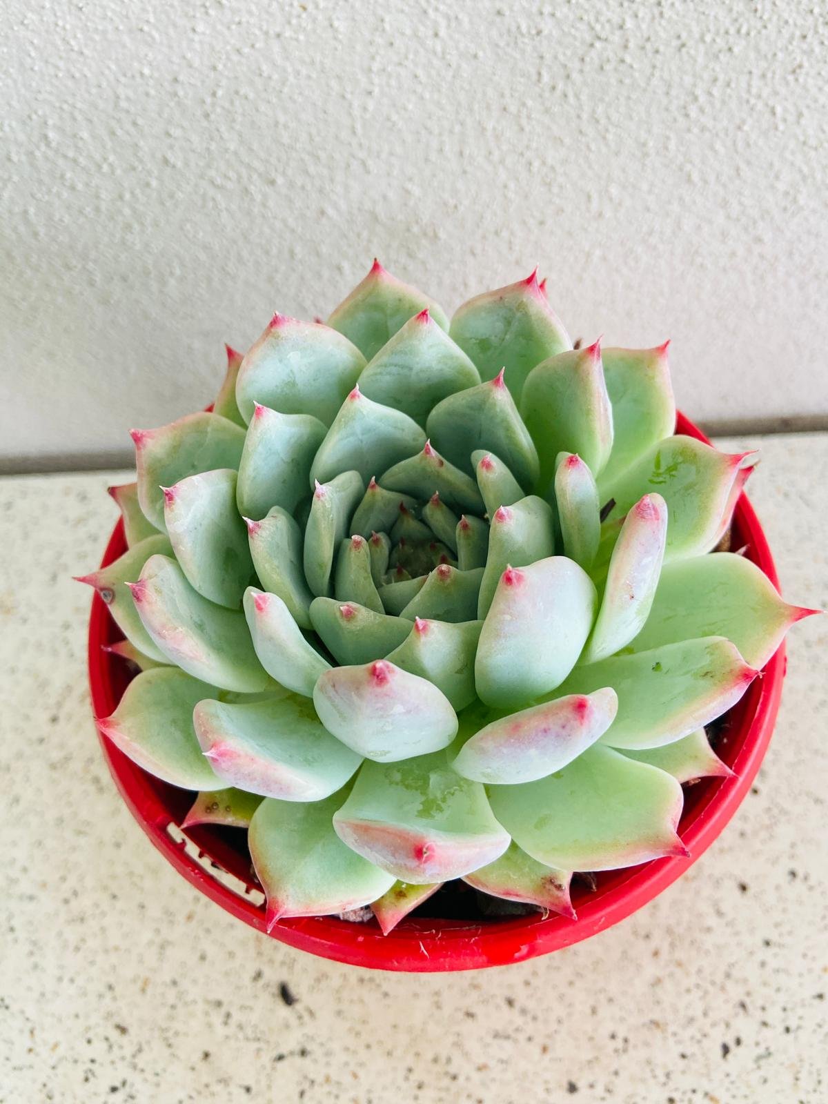 Echeveria Chihuahuaensis Yecora-130mm
