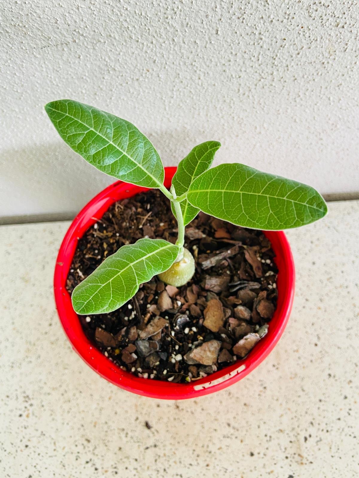 Fockea Multiflora 130mm