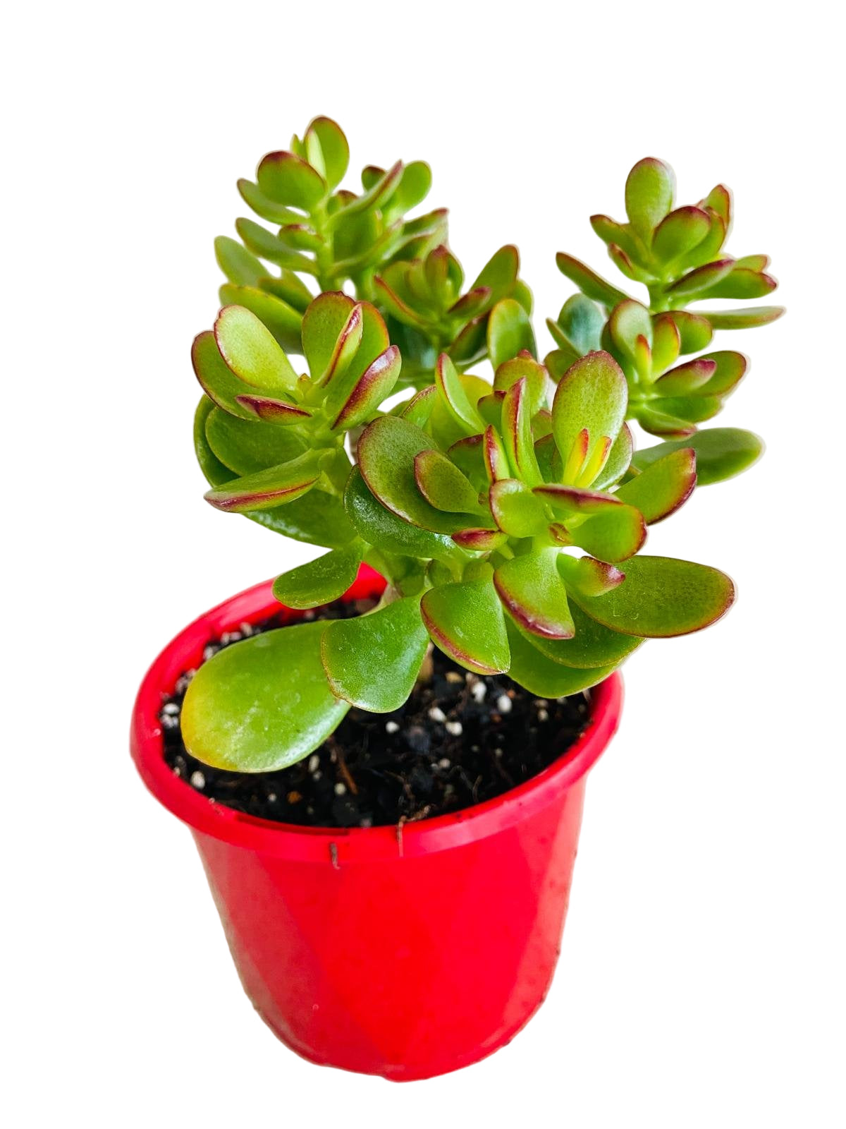 Crassula Ovata Minima