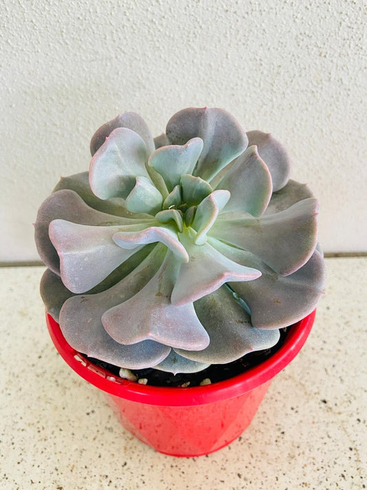 Echeveria Cubic Frost