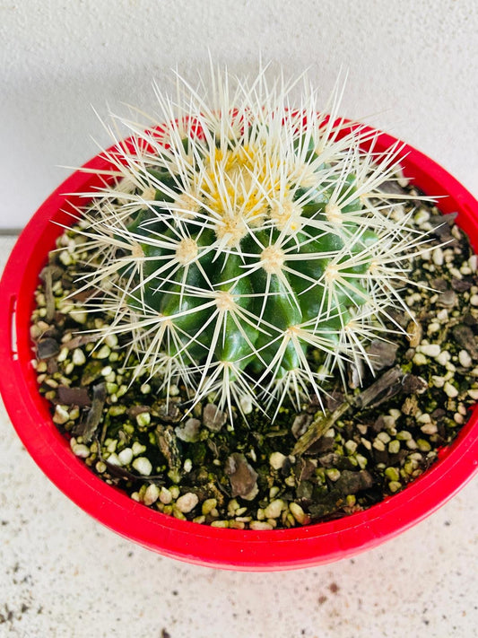 Cacti - Echinocactus White Barrel #54