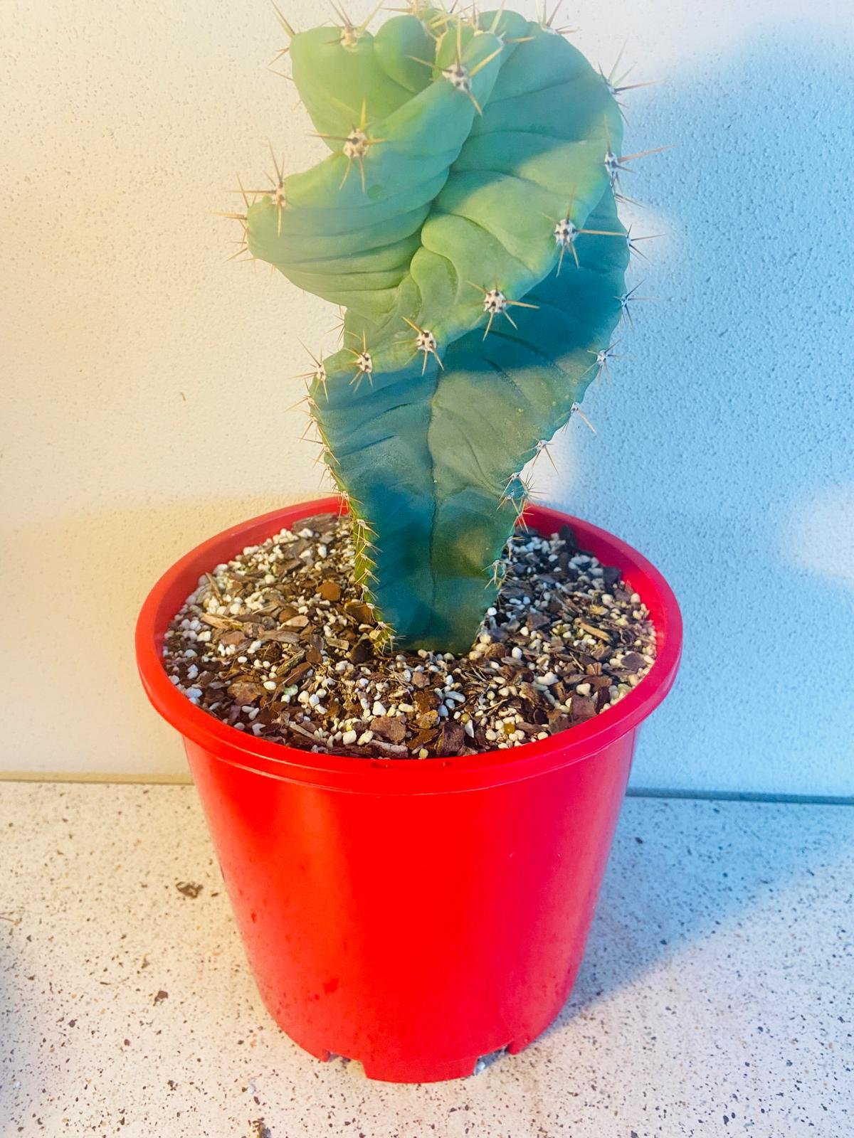 Cereus Spiralis-210mm