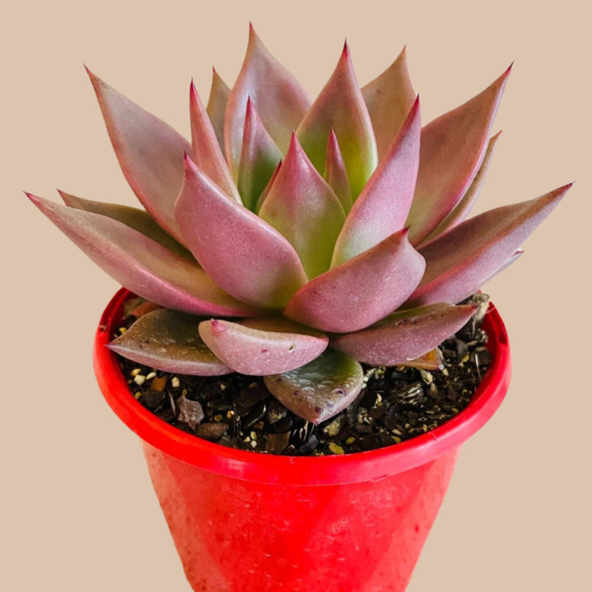romeo succulent for sale Echeveria Romeo Hybrid Succulent