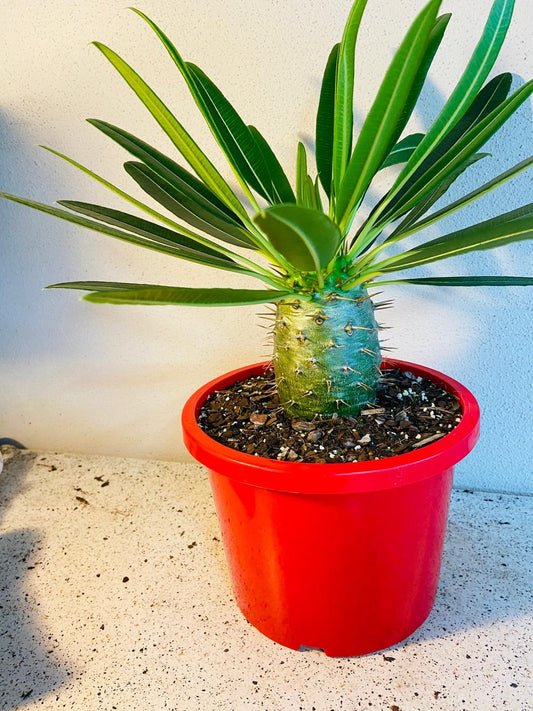 Pachypodium Fiherense #56