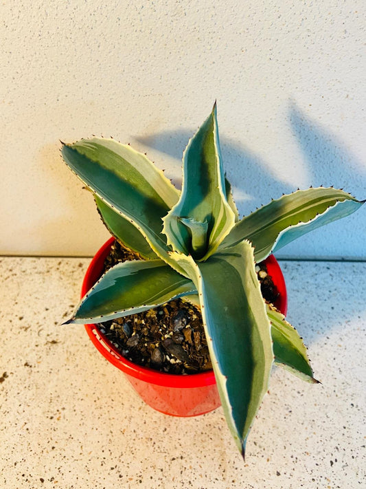 Agave Gypsophila Ivory Curls