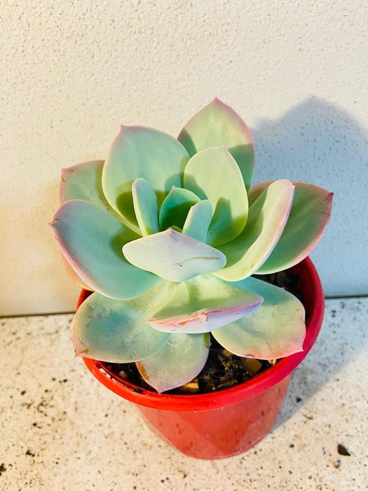 Echeveria Carnicolour 130mm