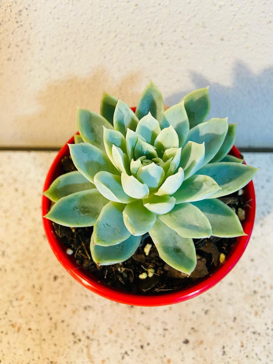 Echeveria Violet Queen