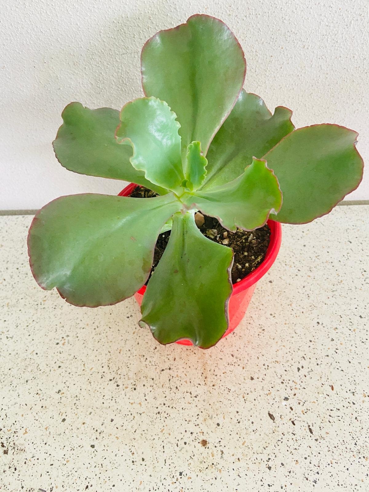 Echeveria Zorro 130mm