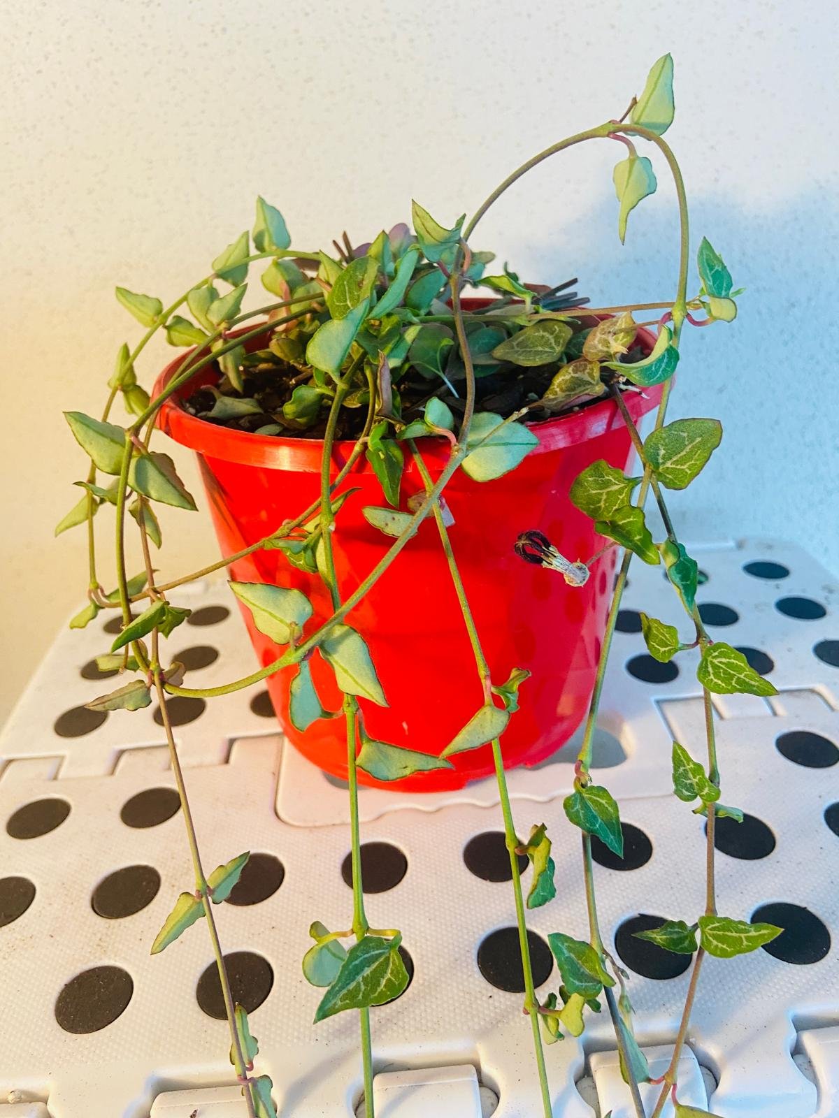 ace hanging planter Buy Ceropegia Ace Of Spades