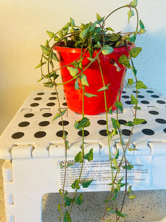 Ceropegia Ace Of Spades