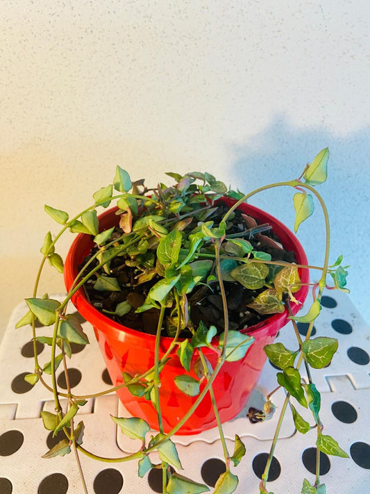 Ceropegia Ace Of Spades - Cutting