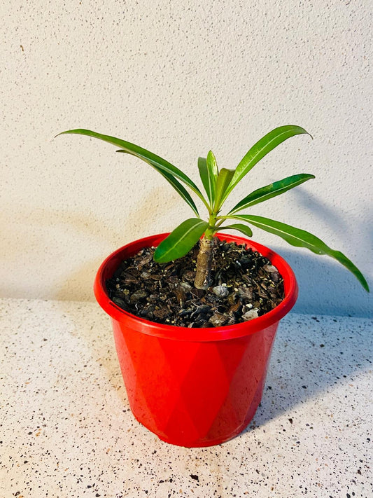 Pachypodium Meridionale 130mm