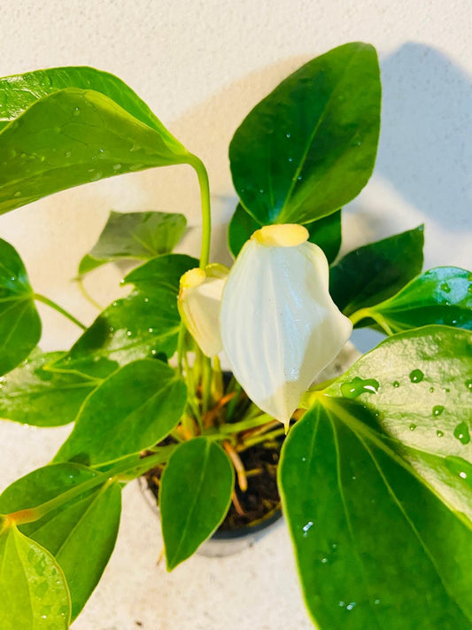Anthurium Special White 100mm
