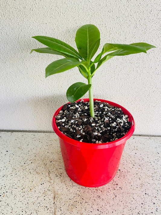 Pachypodium Sofiense 130mm