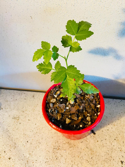 Bursera Fagaroides 130mm