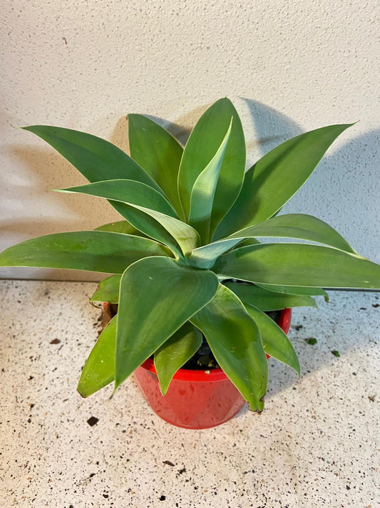 Agave Attenuata 130mm