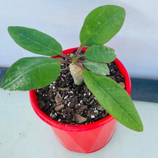 Euphorbia Ankarensis-130mm