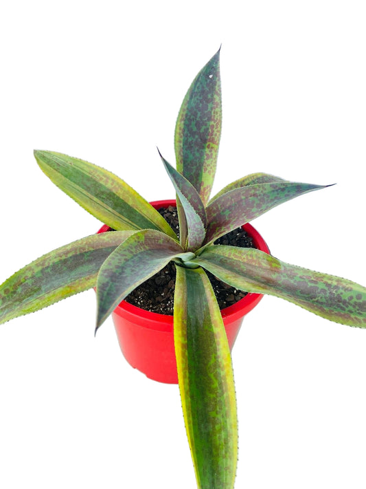 Agave Cosmic Blast 190mm
