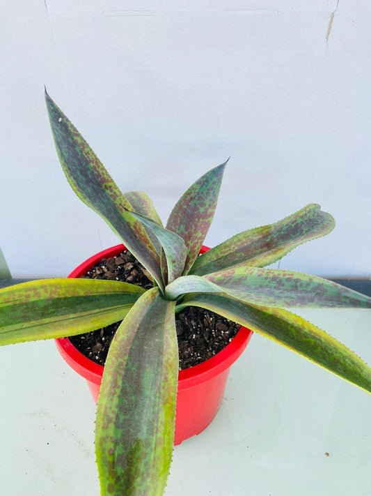 Agave Cosmic Blast 190mm