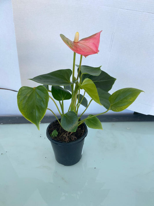 Anthurium Emma 100mm pot size plant- with pot