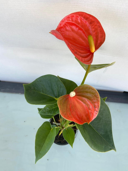 Anthurium Princess Amalia Orange 190mm – Bold Tropical Houseplant with Vibrant Orange Blooms & Air-Purifying Power
