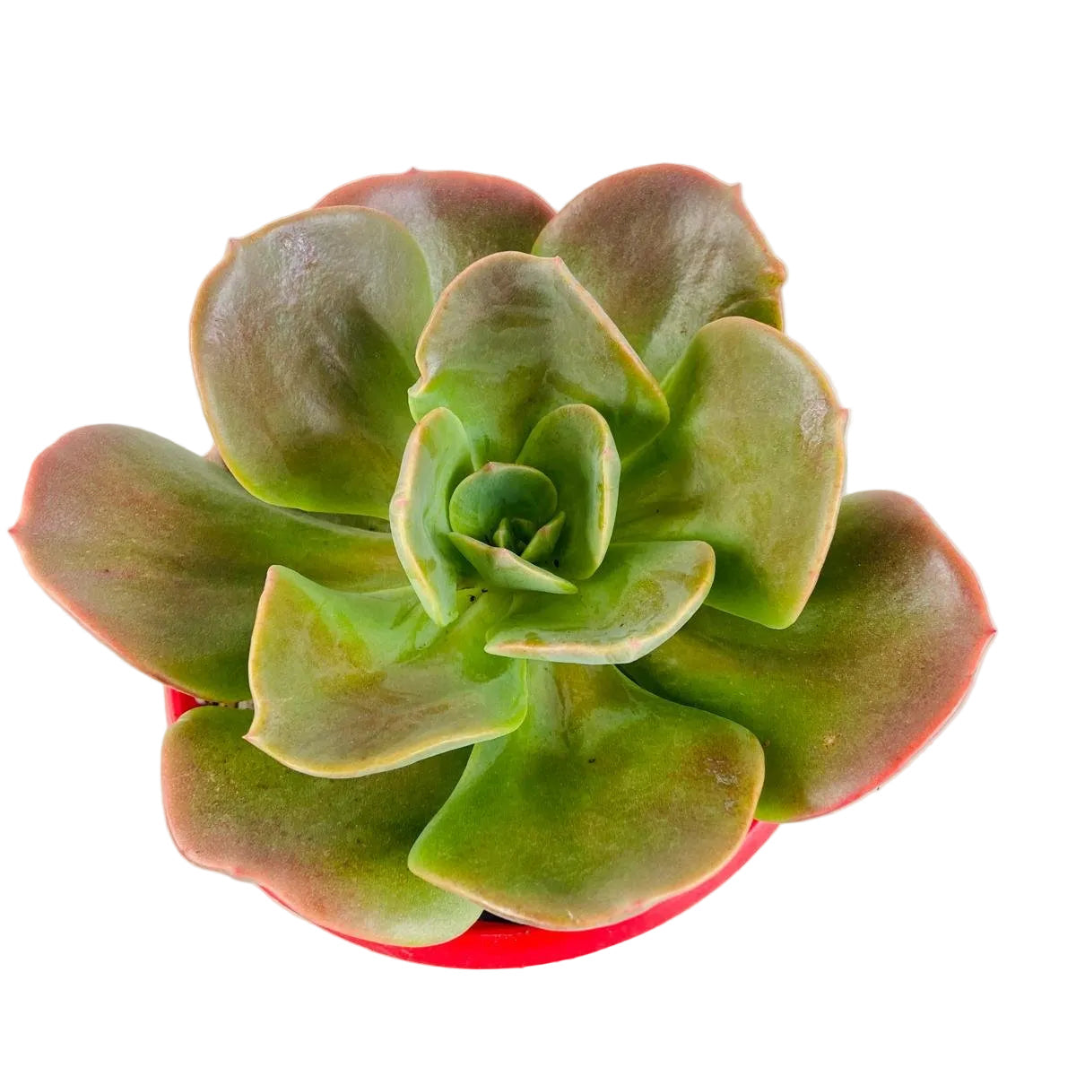 blue metal succulent Buy Echeveria Blue Metal