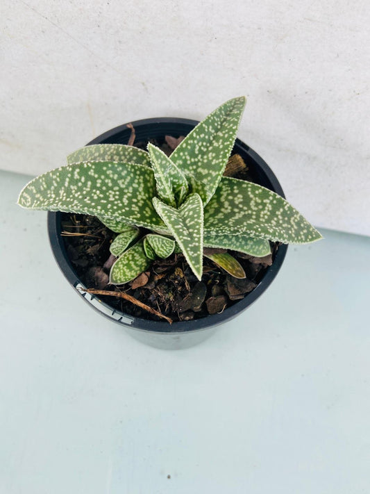 Gasteria Lots of Spots-100mm