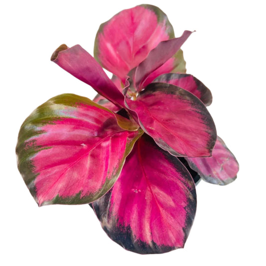 Calathea Crimson Black 100mm