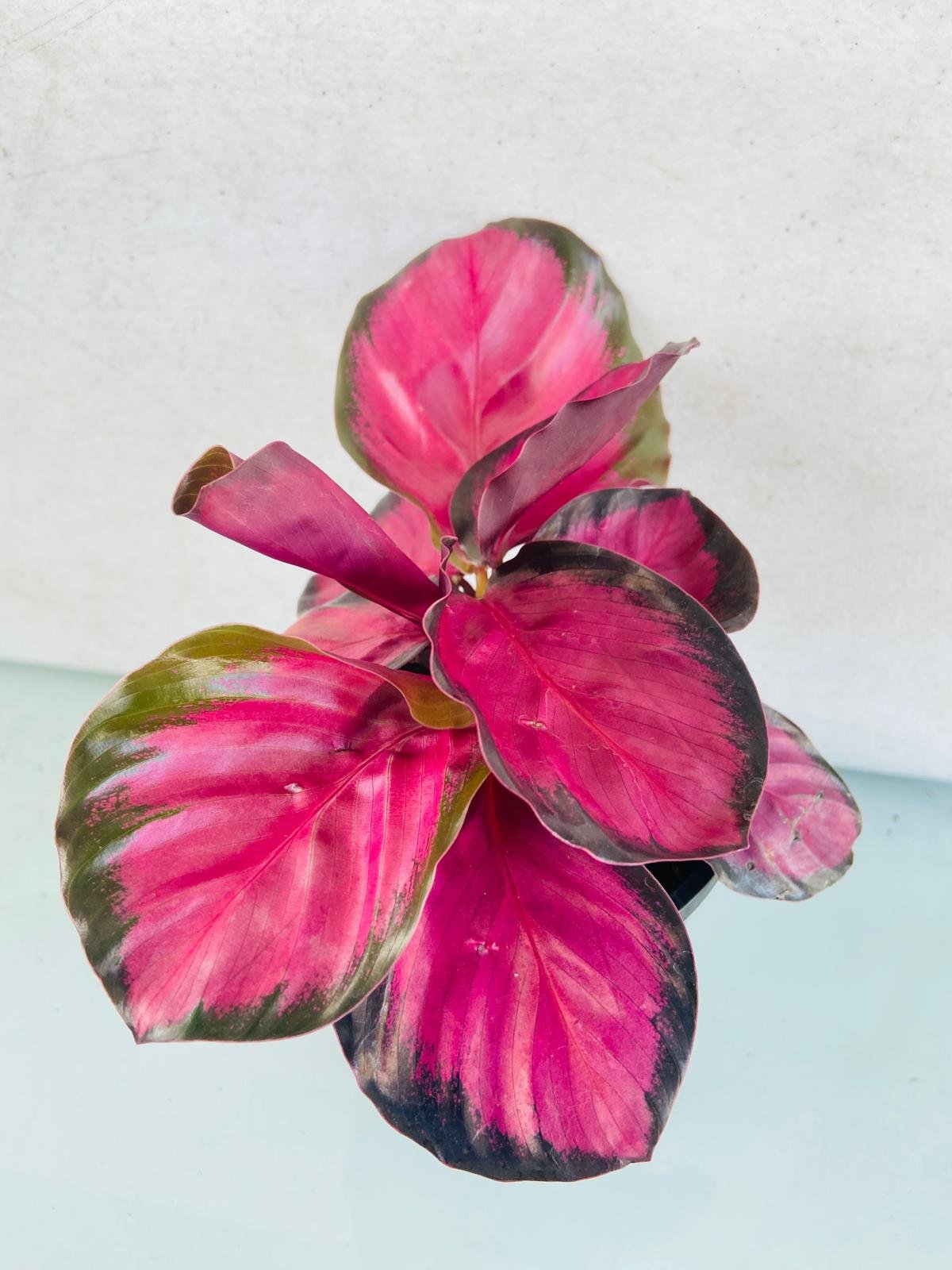 Calathea Crimson Black 100mm