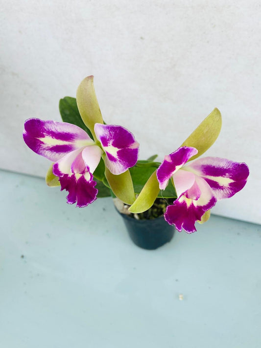 Rth. Village Chief North 'Green Genius' 100mm