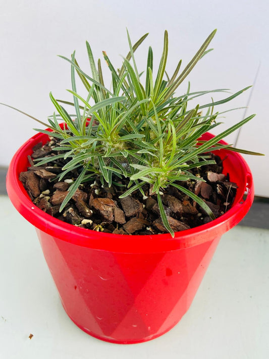 Pachypodium Yellow Gracilis 130mm