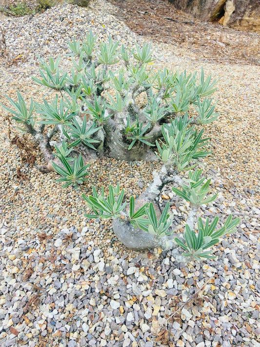 Pachypodium Densiflorum 130mm