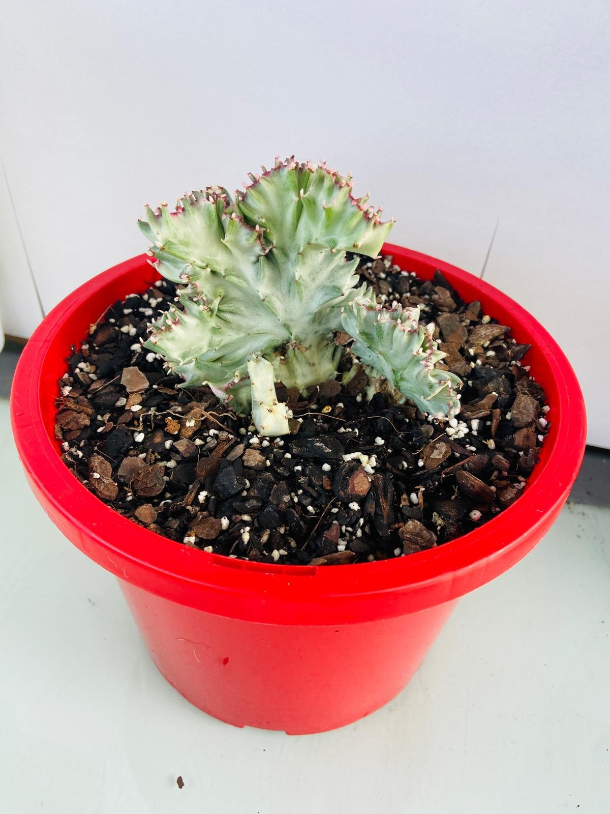 variegated ghost succulent Buy Euphorbia Lactea Ghost Crested Variegated
