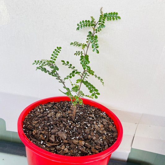 Operculicarya Decaryi-210mm