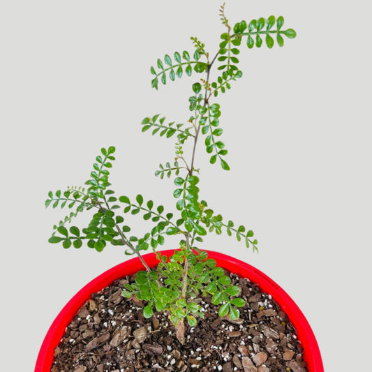 Operculicarya Decaryi-210mm