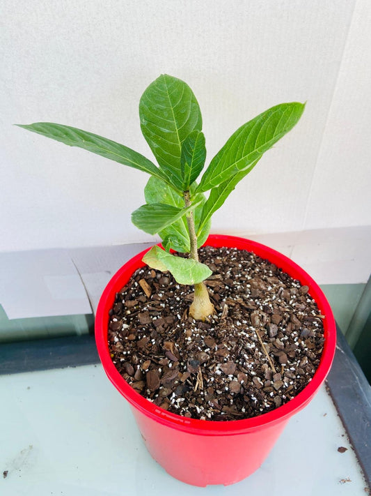 Baobab Plant Adasonia Digitata 190mm