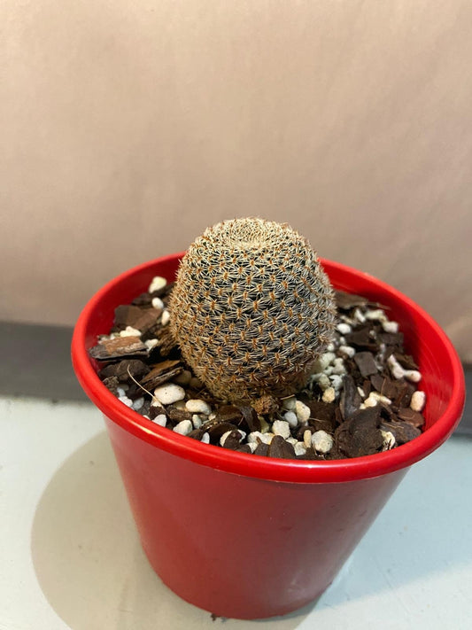 Cacti - Rebutia Heliosa | 80mm