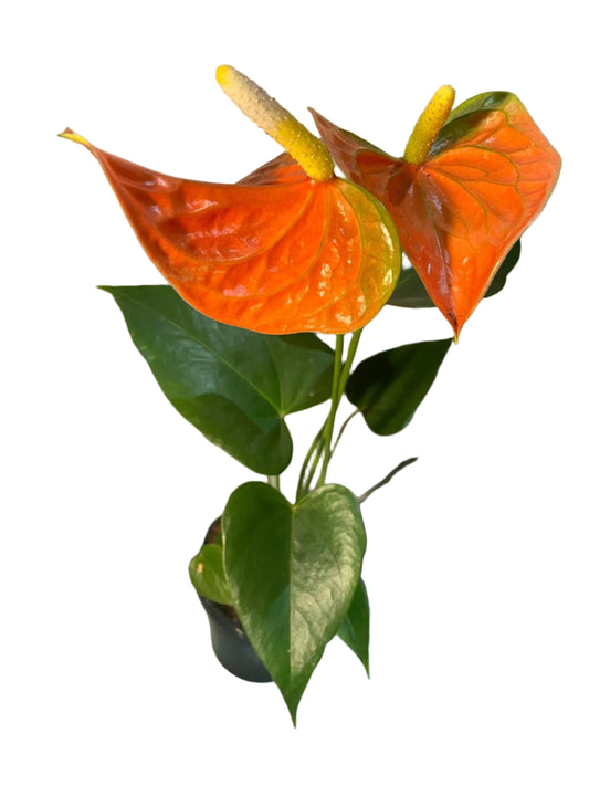 Anthurium Prince of Orange