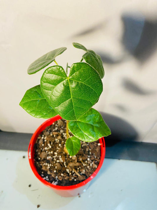 Brachychiton Bidwillii 130mm