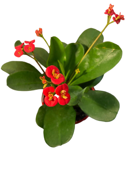 Euphorbia Somona Gabriella Red 130mm