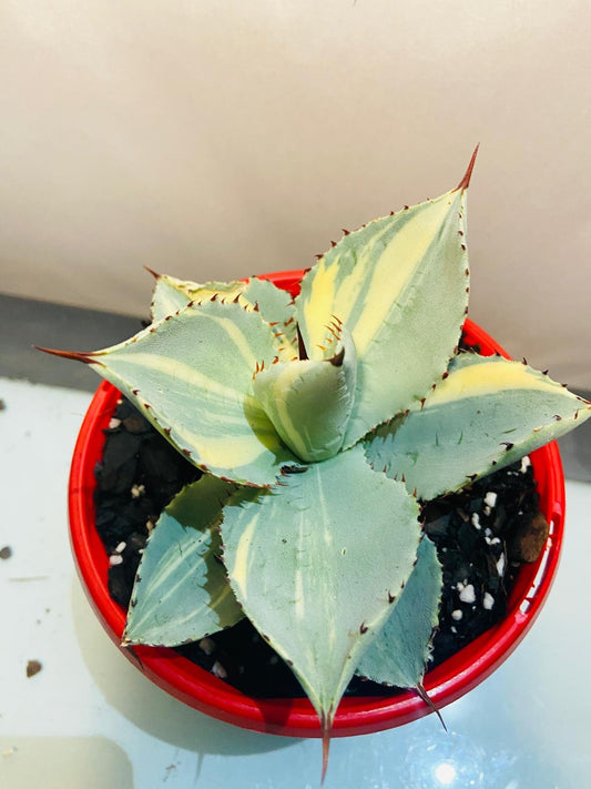 Agave Dragon Toes Variegated