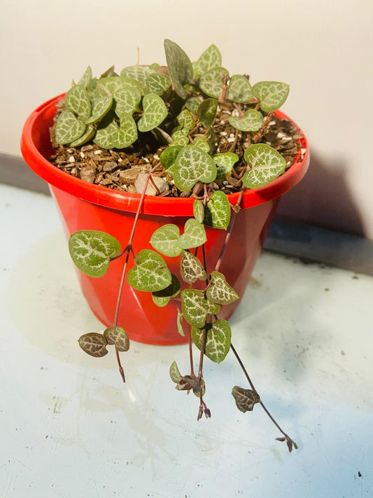 Ceropegia Chain of Hearts