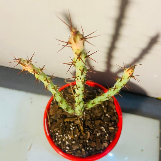 Euphorbia Special Type #6