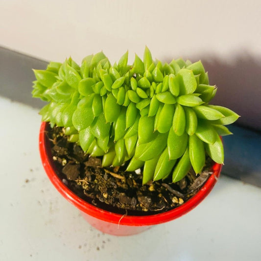 Echeveria 'Gilva' Crested #32 -80mm pot size plant