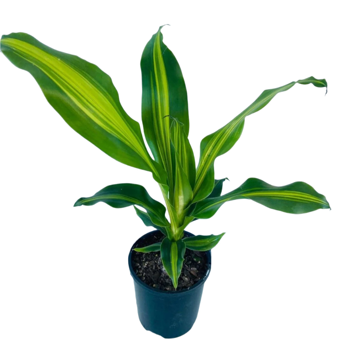 dracaena massangeana marley Dracaena 'Marley'