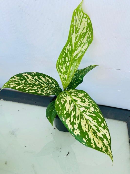 Dieffenbachia 'White Blizzard' 100mm