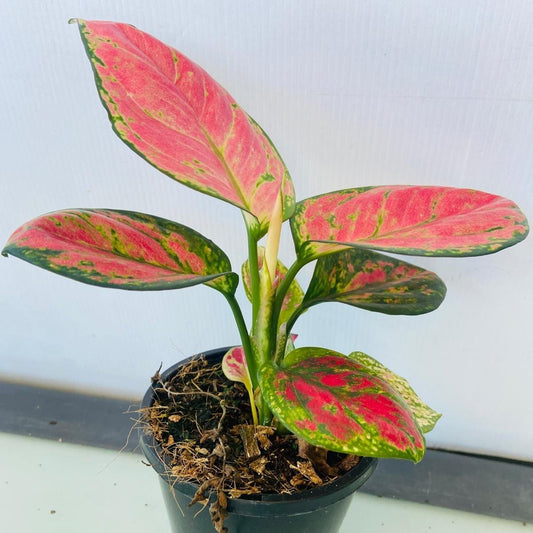 Aglaonema Red Beauty 100mm
