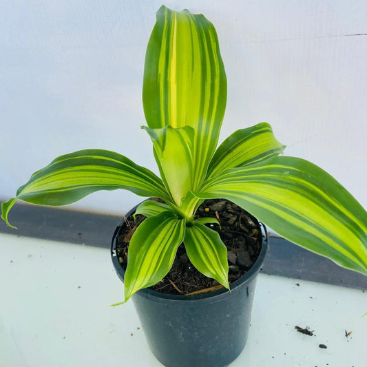 Dracaena ‘Golden Heart’