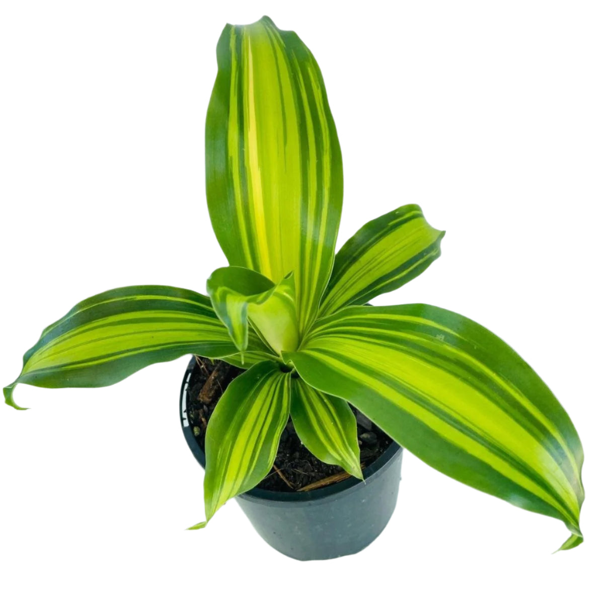 dracaena golden heart brown leaves Buy Dracaena Golden Heart